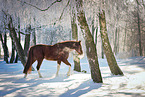 Oldenburg horse in the winter