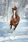 Oldenburg horse in the winter