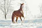 Oldenburg horse in the winter