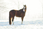 Oldenburg horse in the winter