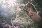 Oldenburg Horse foal