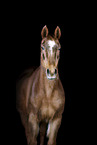 Oldenburg Horse Portrait