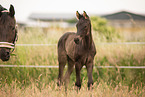 Oldenburg Horse foal