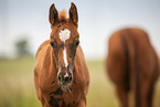 Oldenburg Horse foal