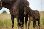 Oldenburg Horse foal