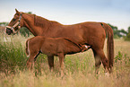 Oldenburg Horse foal
