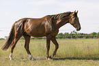 Oldenburg Horse stallion