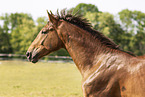 Oldenburg Horse stallion