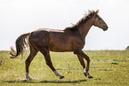 Oldenburg Horse stallion