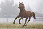 Oldenburg Horse