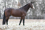Oldenburg Horse stallion