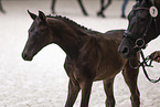 Oldenburg Horses