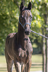 Oldenburg Horse foal