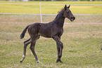 Oldenburg Horse foal