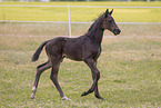 Oldenburg Horse foal