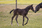 Oldenburg Horses