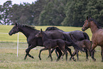 Oldenburg Horses
