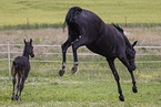 Oldenburg Horses