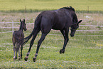 Oldenburg Horses