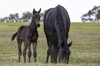 Oldenburg Horses