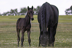 Oldenburg Horses
