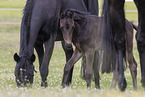 Oldenburg Horses