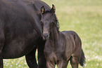 Oldenburg Horses