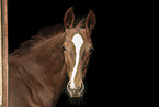 Oldenburg Horse