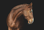 Oldenburg Horse