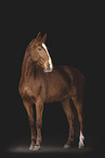 Oldenburg Horse