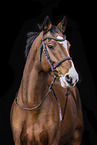 Oldenburg Horse