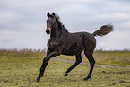 young Oldenburg Horse