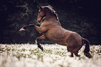 Oldenburg Horse gelding