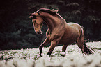 Oldenburg Horse gelding