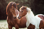 2 horses