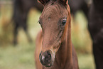 Oldenburg Horse foal