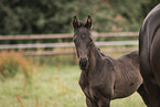 Oldenburg Horse foal