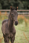 Oldenburg Horse foal