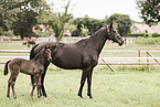 Oldenburg Horses