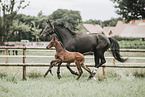 Oldenburg Horses
