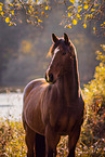 Oldenburg Horse