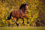 Oldenburg Horse