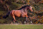 Oldenburg Horse