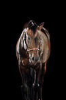 Oldenburg Horse in studio