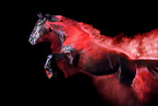 Oldenburg Horse in studio