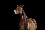 Oldenburg Horse in studio