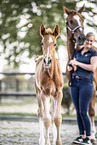 Oldenburg Horse