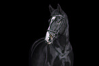 Oldenburg Horse
