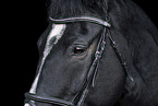 Oldenburg Horse