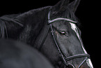 Oldenburg Horse